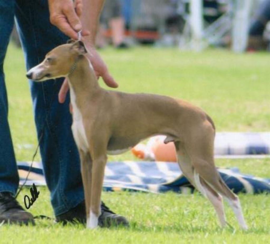 Italian Greyhound - The Breed Archive