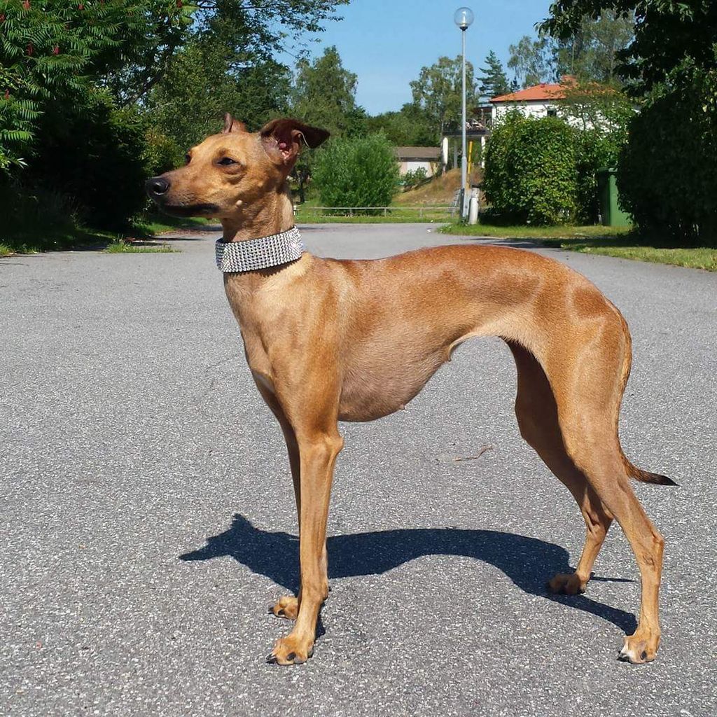 Fawn italian hot sale greyhound