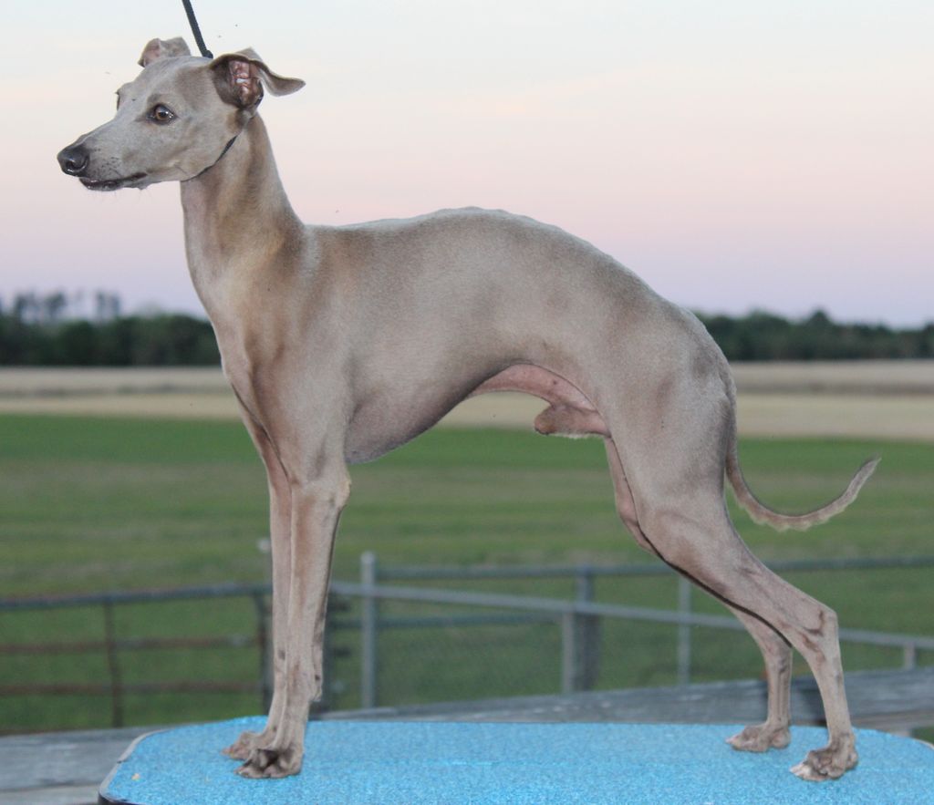 Blue and white italian hot sale greyhound