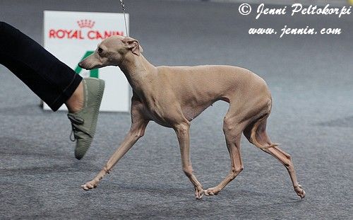royal canin italian greyhound