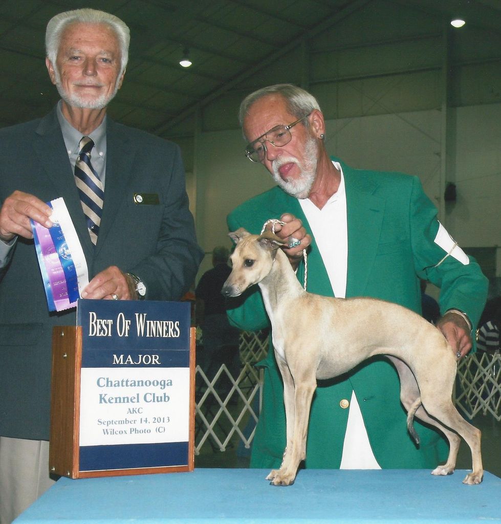 Blonde best sale italian greyhound