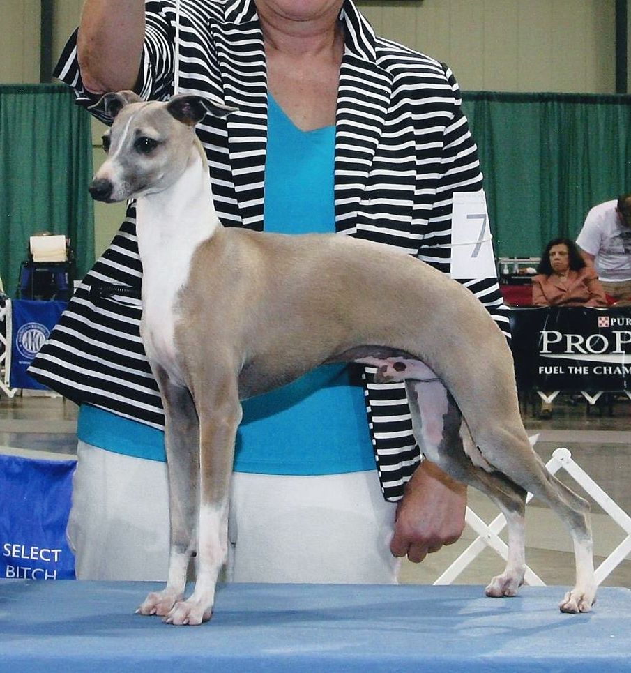 Blue Fawn Italian Greyhound | atelier-yuwa.ciao.jp