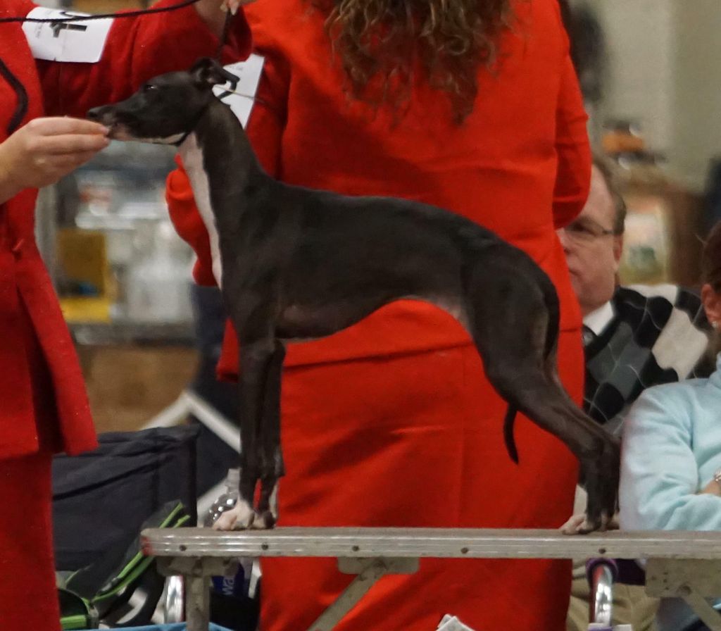 Italian Greyhound The Breed Archive