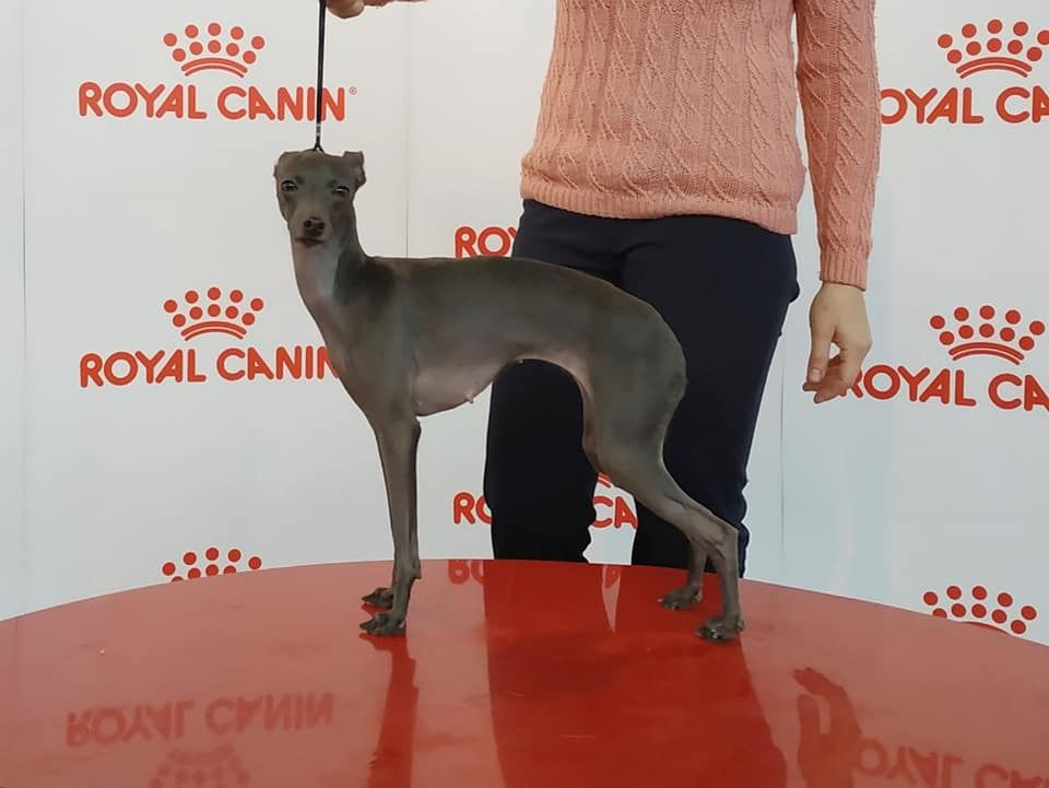 royal canin italian greyhound