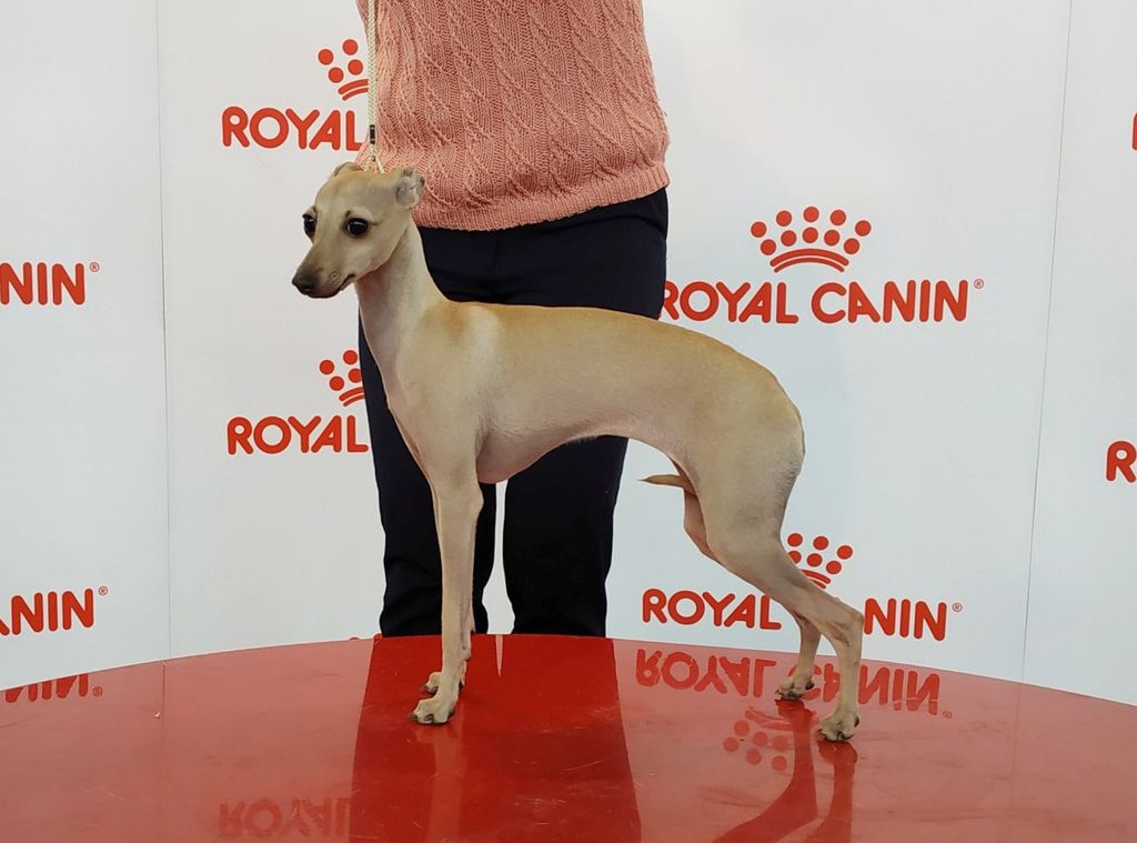 Royal canin shop italian greyhound