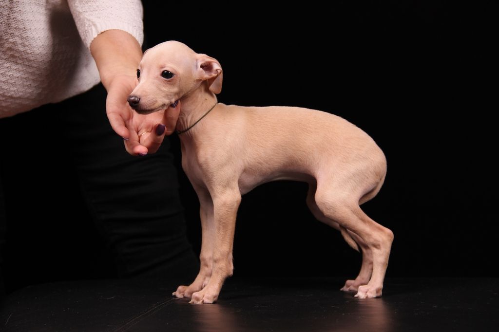 Hairless greyhound hot sale