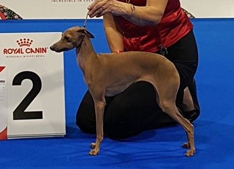 Royal canin hot sale italian greyhound