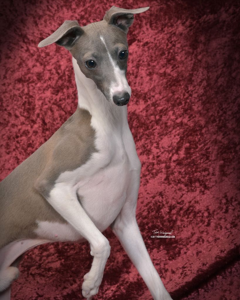 Italian Greyhound The Breed Archive