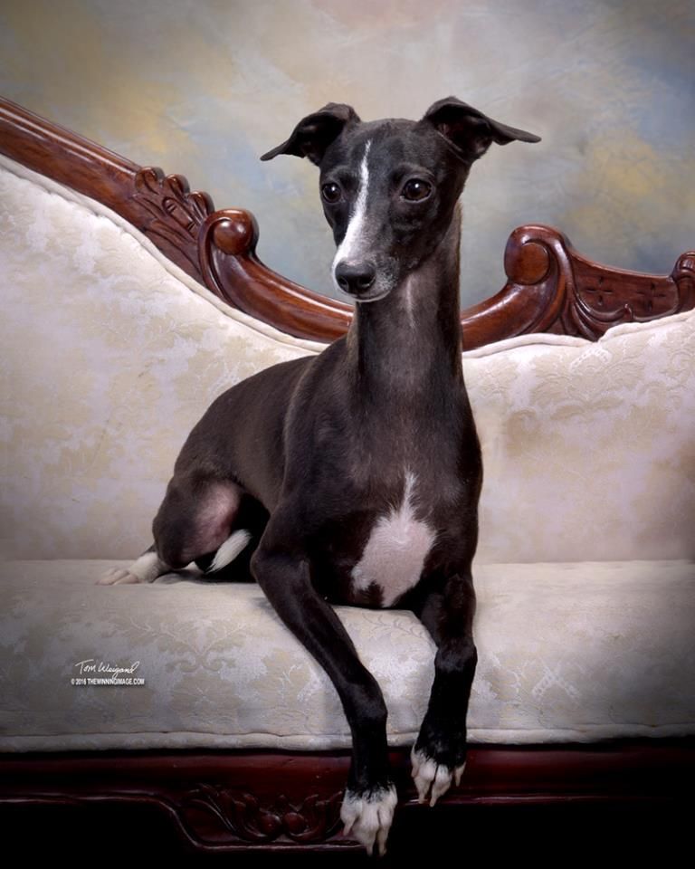 Maplewood Italian Greyhounds 2025