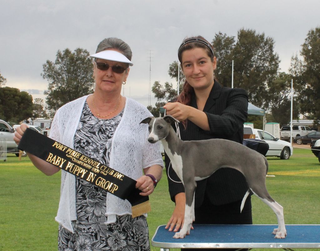greyhound with blue eyes