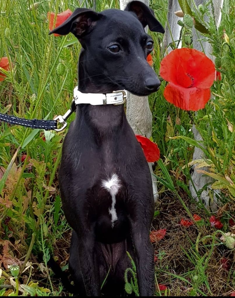 dachshund greyhound mix