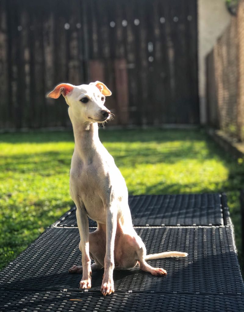 Italian Greyhound The Breed Archive