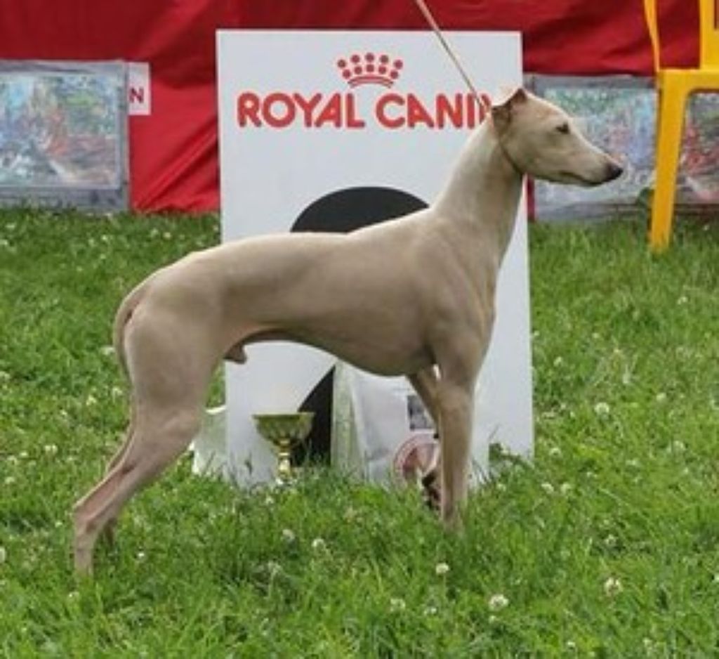 royal canin italian greyhound