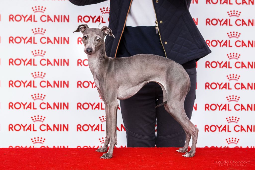 Royal hotsell canin greyhound