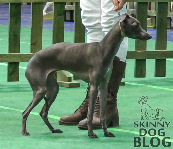 Italian best sale greyhound skinny