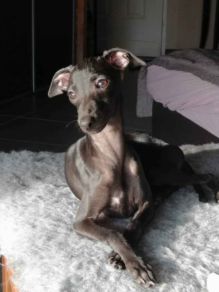 Italian Greyhound - The Breed Archive