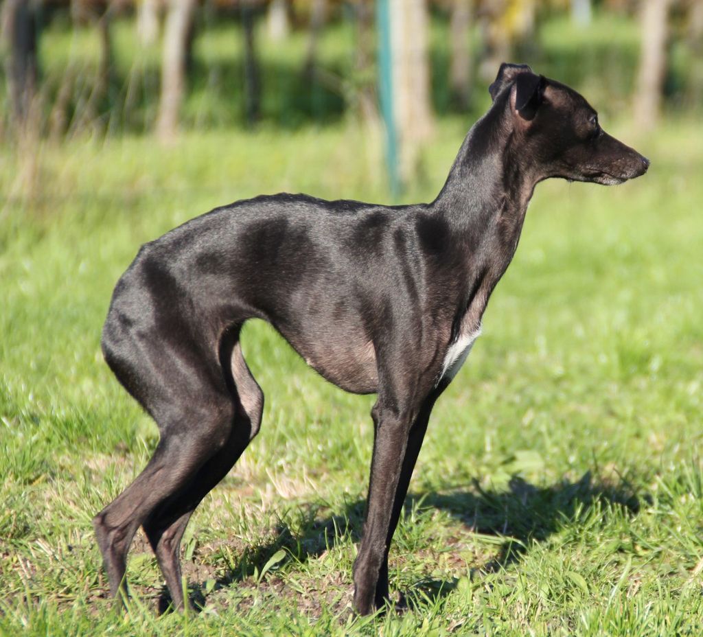 can polish greyhound be black