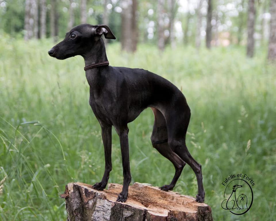 Italian Greyhound - The Breed Archive