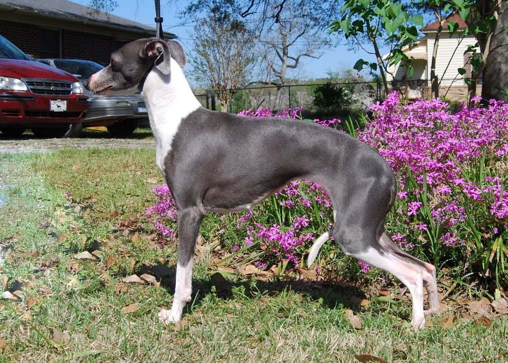 Italian Greyhound - The Breed Archive