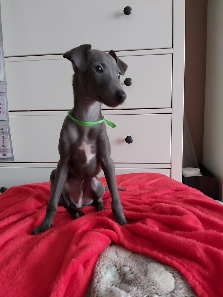 Italian Greyhound The Breed Archive
