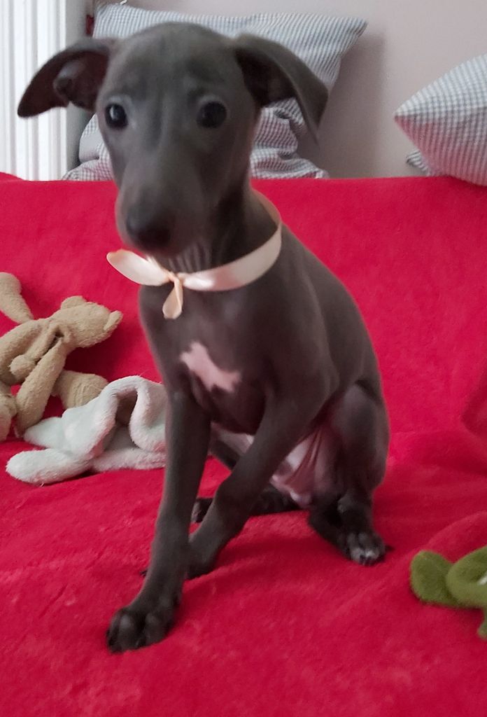 Italian Greyhound The Breed Archive