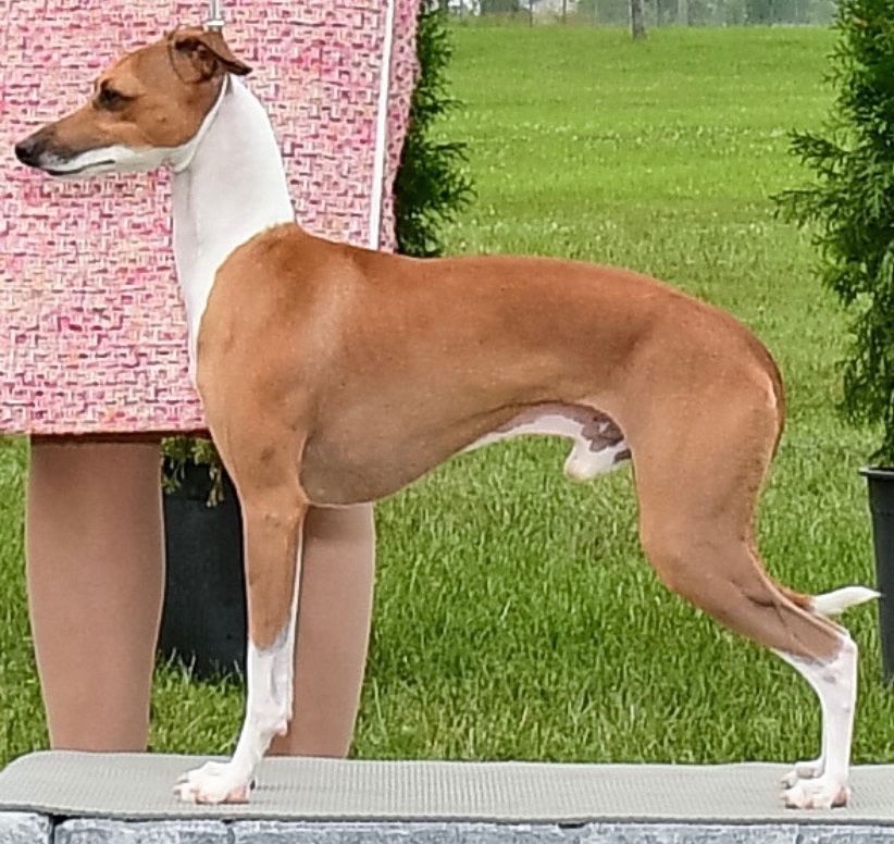 Red and store white italian greyhound