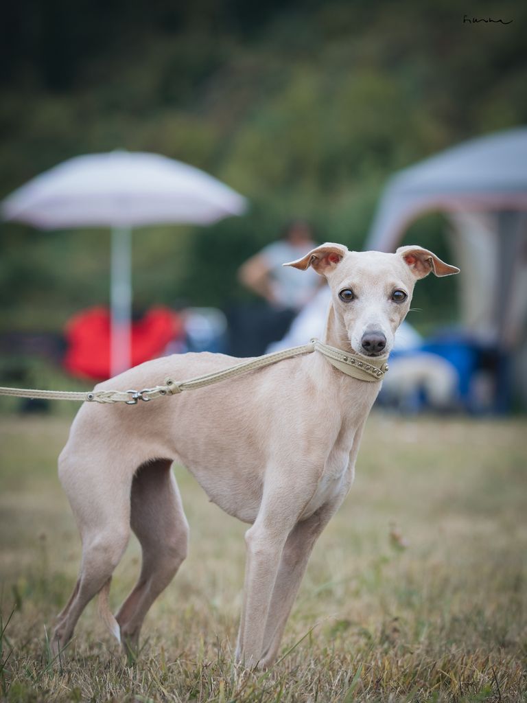 Italian Greyhound - The Breed Archive