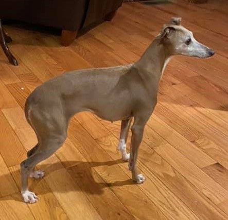 Blue fawn best sale italian greyhound