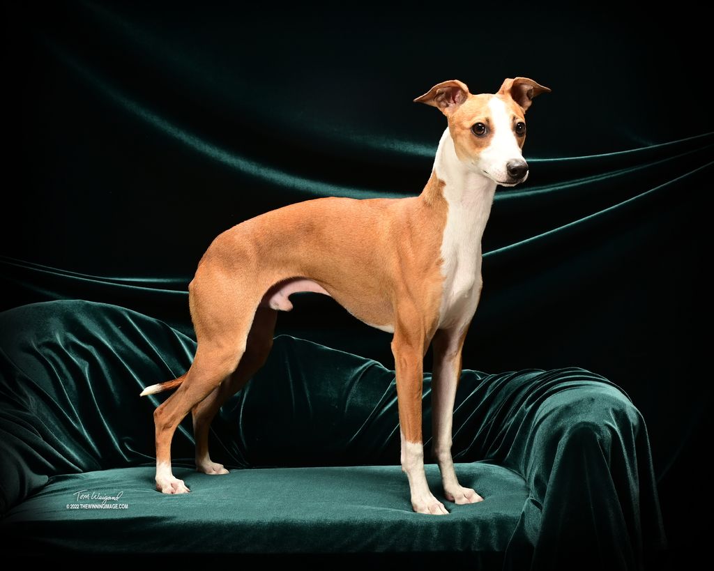 Italian Greyhound - The Breed Archive