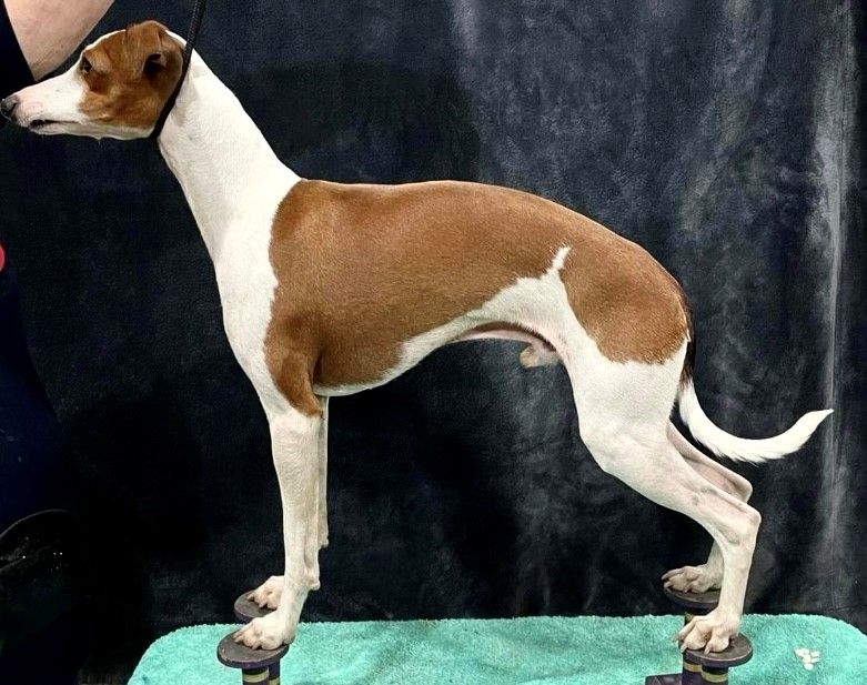 Piccino best sale italian greyhounds