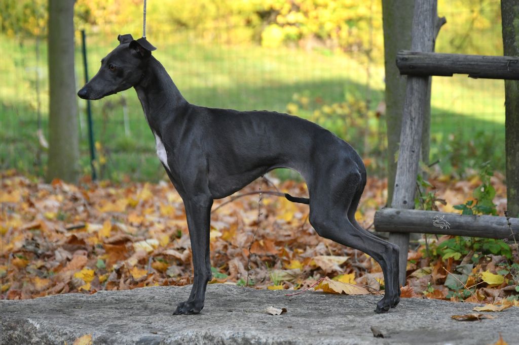 Italian Greyhound The Breed Archive