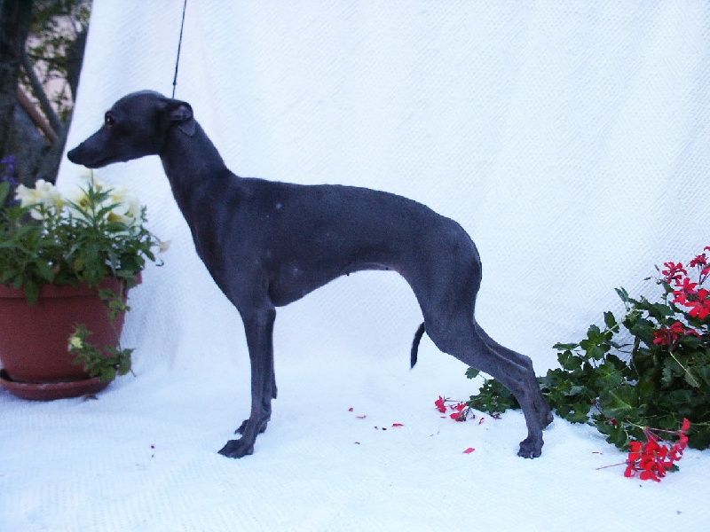 Italian Greyhound The Breed Archive