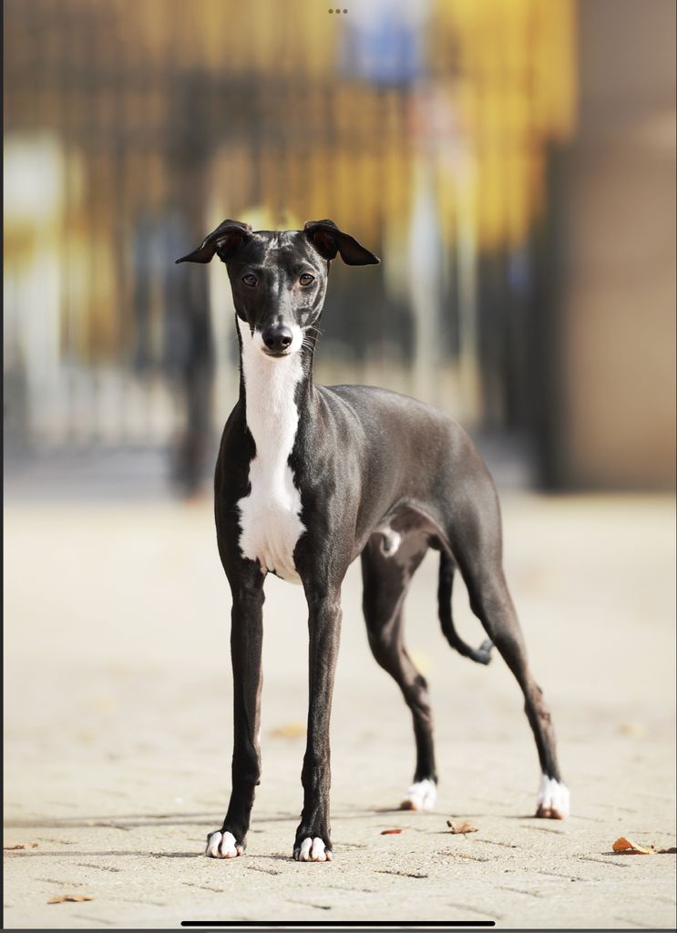 Italian Greyhound - The Breed Archive