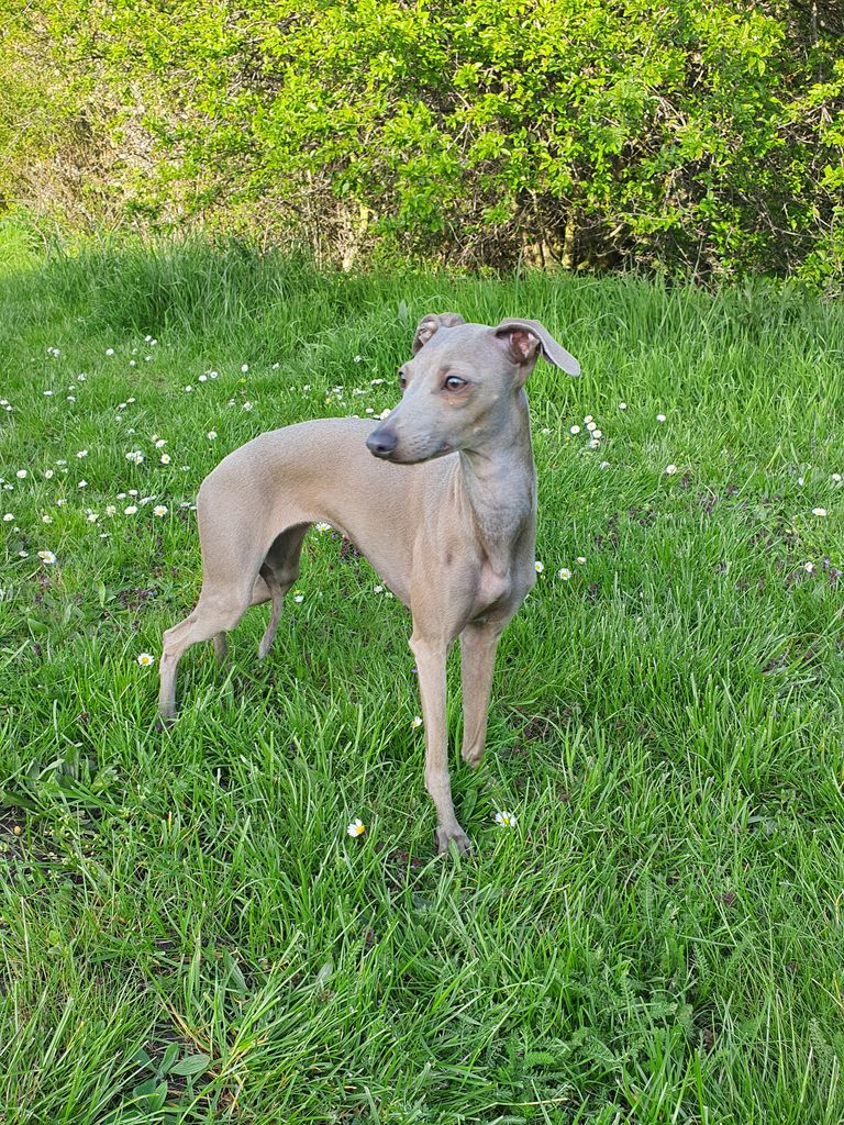 Italian Greyhound The Breed Archive