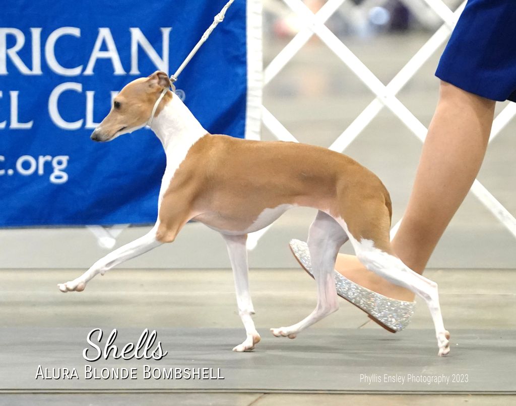 Blonde hot sale italian greyhound