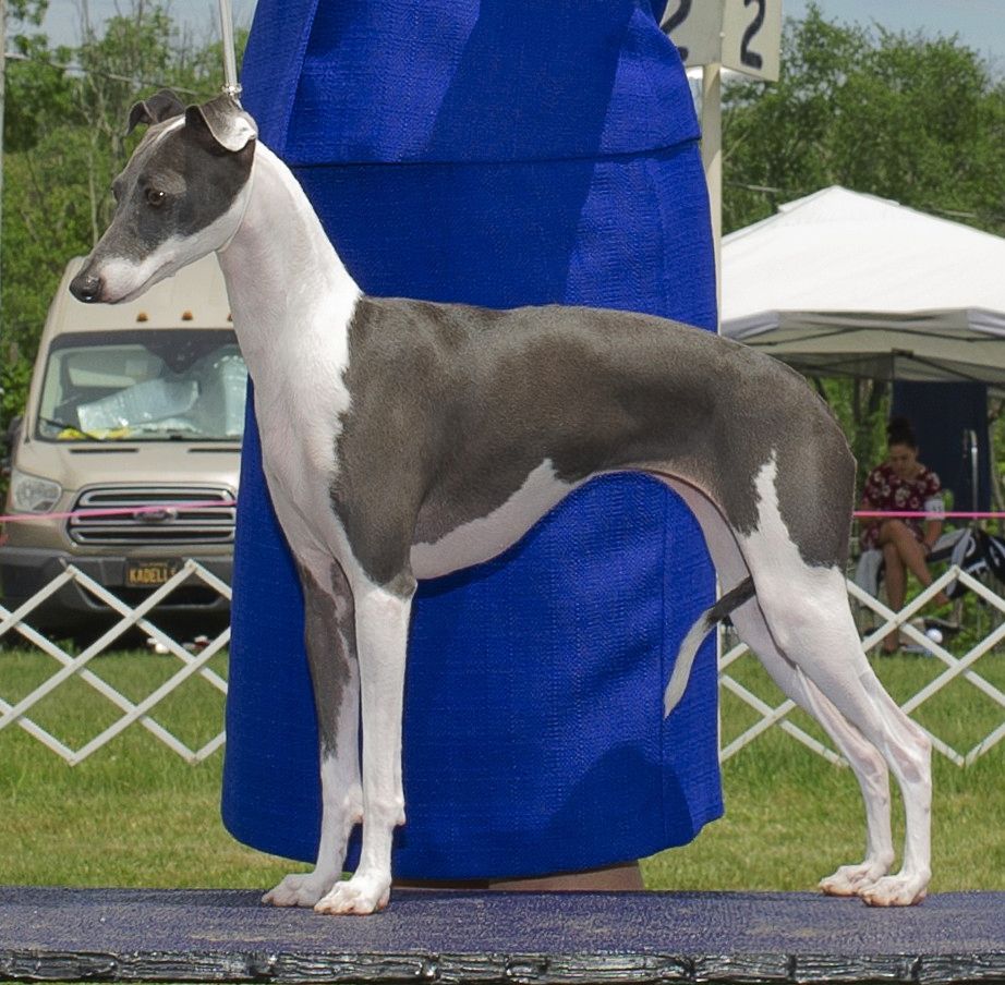 Italian Greyhound The Breed Archive