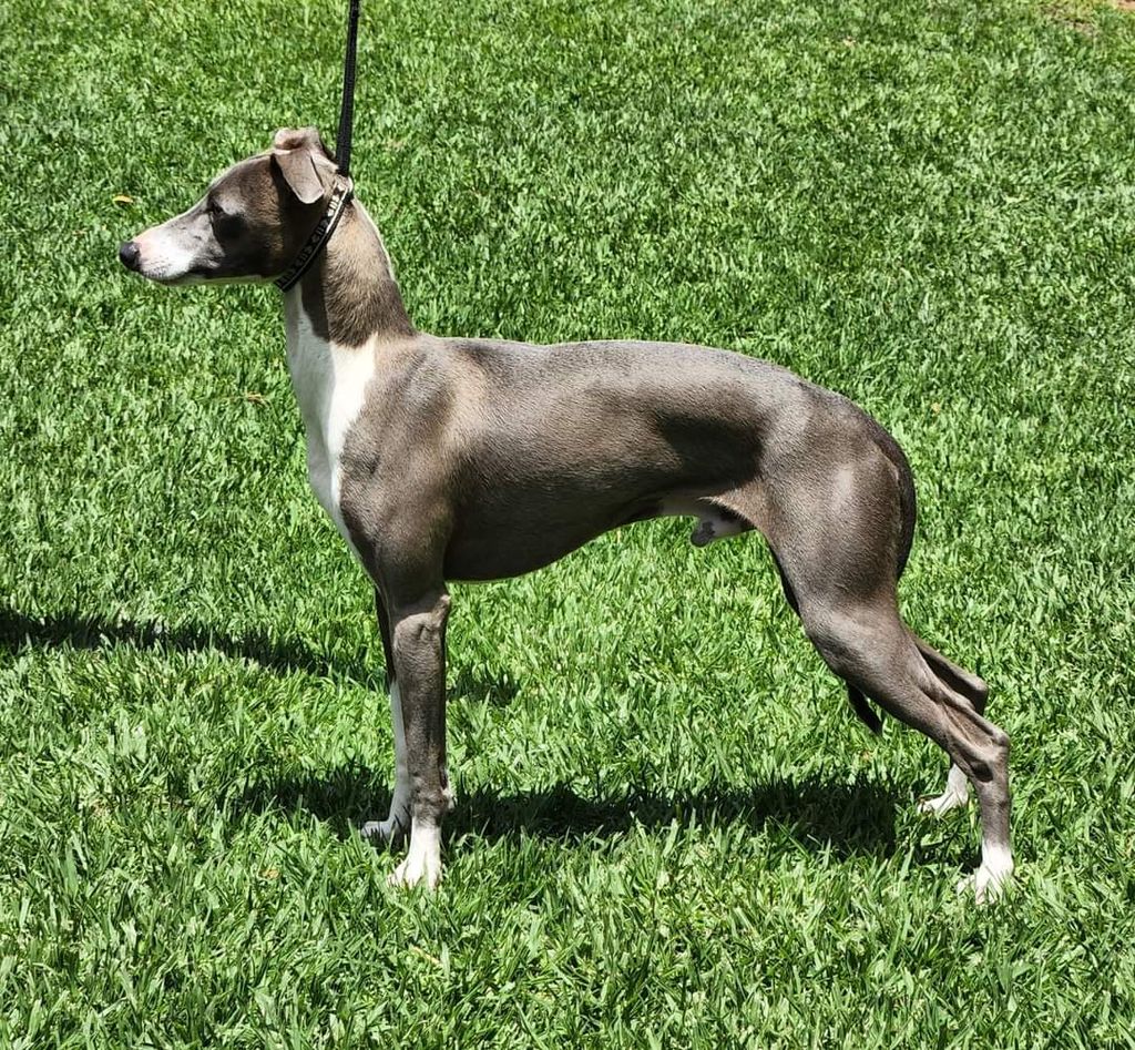 Italian Greyhound The Breed Archive