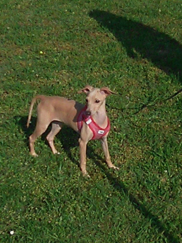 Italian Greyhound The Breed Archive