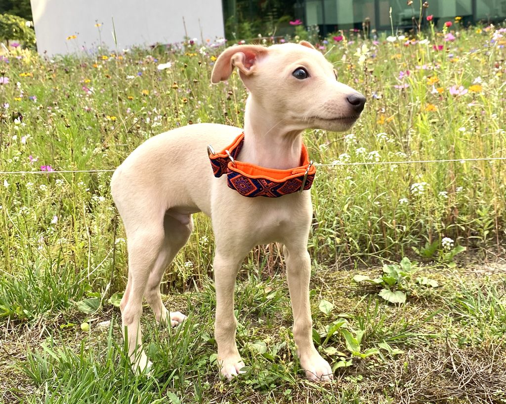 Italian Greyhound - The Breed Archive