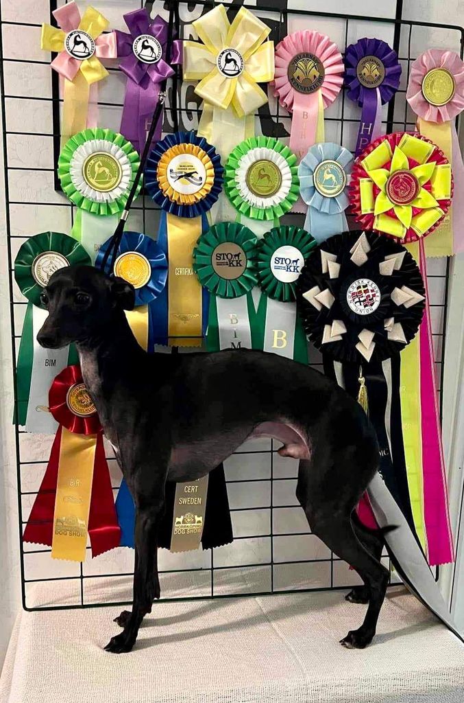 Italian Greyhound - The Breed Archive