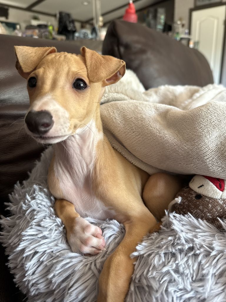 Italian Greyhound - The Breed Archive