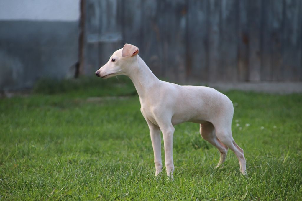 Italian Greyhound - The Breed Archive