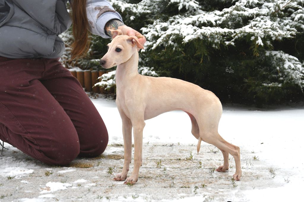 Italian Greyhound - The Breed Archive
