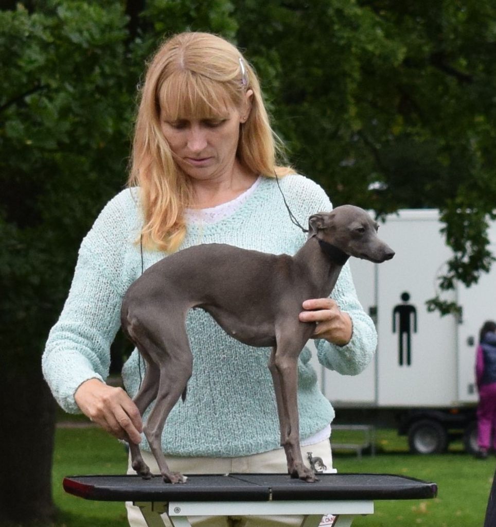 Italian Greyhound The Breed Archive