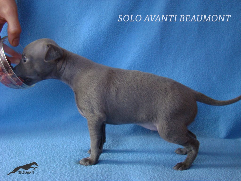 Italian Greyhound The Breed Archive