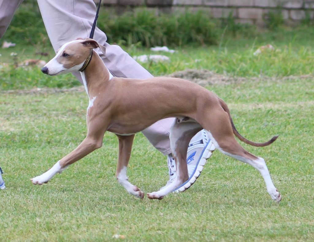 Italian Greyhound The Breed Archive