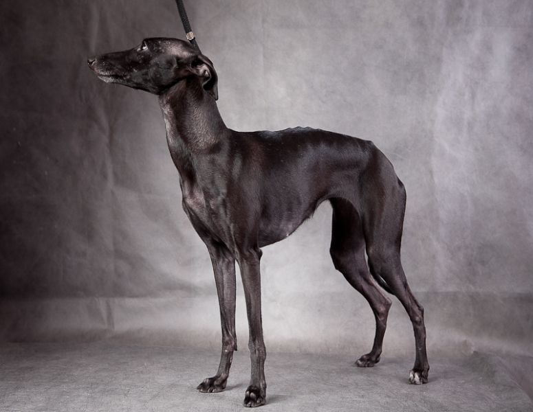 Порода на букву т. Левретка. Борзая Левретка. Italian Greyhound порода. Левретка миниатюрная.