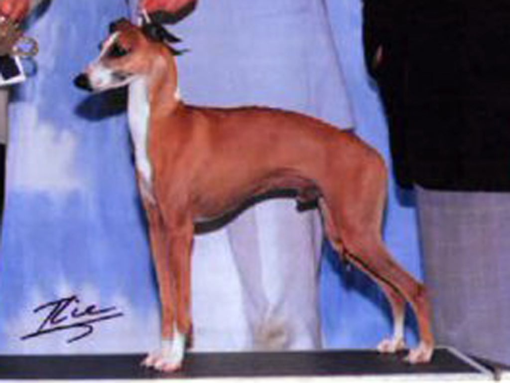 Italian Greyhound The Breed Archive