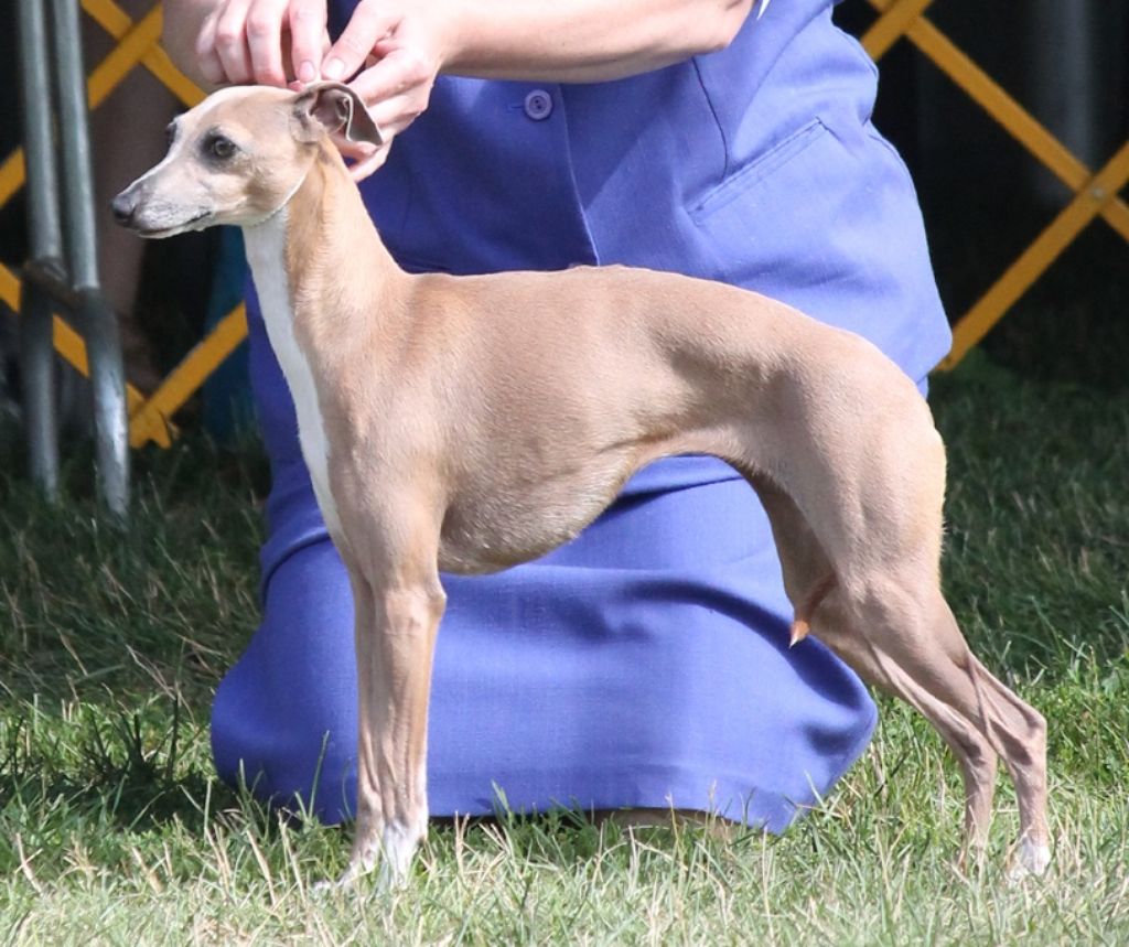 Italian Greyhound - The Breed Archive