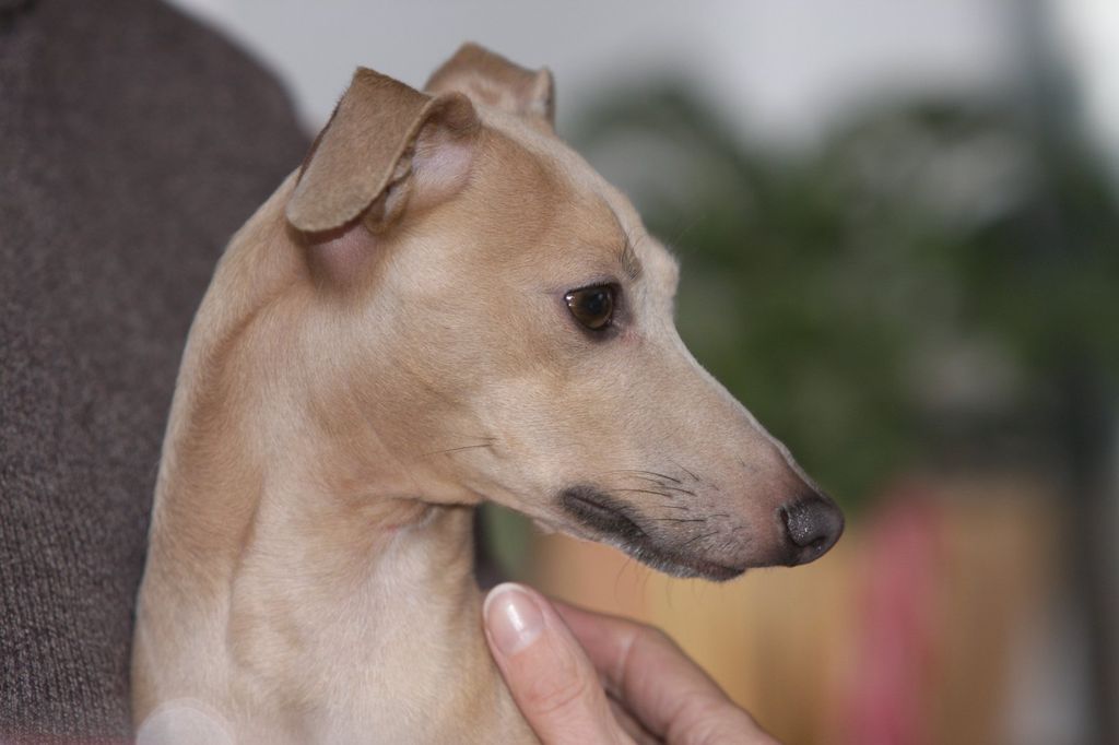 Italian Greyhound The Breed Archive